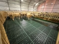 PLASTİK HAYVAN ALTLIĞI - IZGARA 80,5 X 60,5 (ALTLIK)