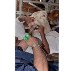 Zooben Bolus Yutturma Sondası Büyükbaş, Buzağı ve Küçükbaş için Aparat